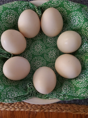 Duck eggs - half dozen